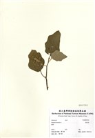 藏品(黃水茄)的圖片